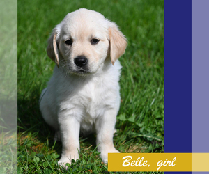 Golden Retriever Puppy for sale in OTTUMWA, IA, USA