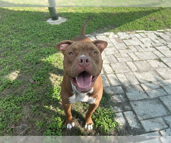 Medium Photo #1 American Staffordshire Terrier Puppy For Sale in Ocala, FL, USA