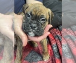 Small Photo #14 Boxer Puppy For Sale in HAMILTON, NJ, USA