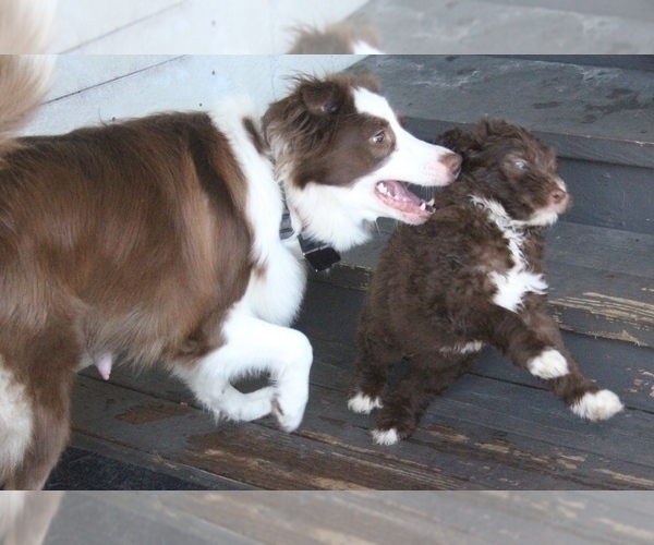 Medium Photo #21 Bordoodle Puppy For Sale in JACKSONVILLE, FL, USA