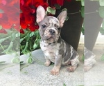 Small Photo #1 French Bulldog Puppy For Sale in MILLERSBURG, OH, USA