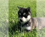 Small Photo #6 Alaskan Klee Kai Puppy For Sale in WILLIAMSBURG, OH, USA