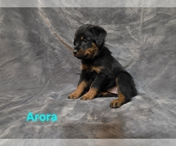 Medium Photo #5 Rottweiler Puppy For Sale in COTTLEVILLE, MO, USA
