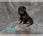 Small #4 Rottweiler