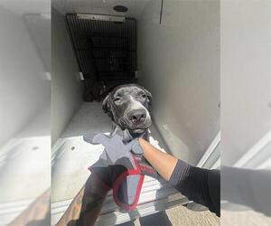 American Pit Bull Terrier Dogs for adoption in Houston, TX, USA