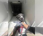Small American Pit Bull Terrier