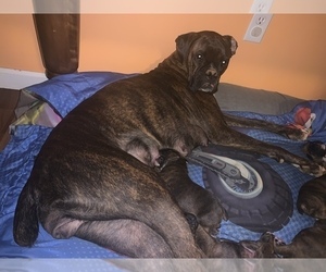 Mother of the Boxer puppies born on 01/01/2020