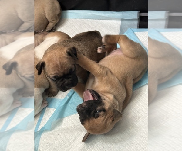 Medium Photo #10 French Bulldog-French Bullhuahua Mix Puppy For Sale in SHEPHERD, MT, USA