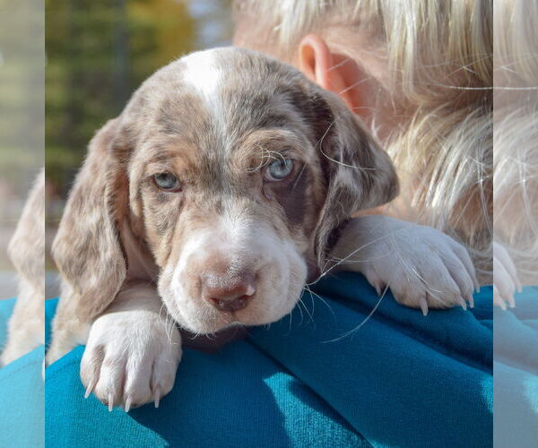 Medium Photo #5 Beagle-Unknown Mix Puppy For Sale in Huntley, IL, USA