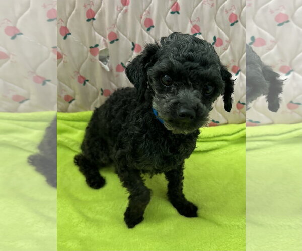 Medium Photo #3 Poodle (Miniature) Puppy For Sale in Pacolet, SC, USA