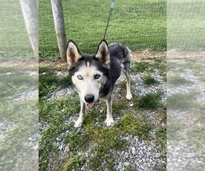 Mother of the Samoyed-Siberian Husky Mix puppies born on 05/07/2025