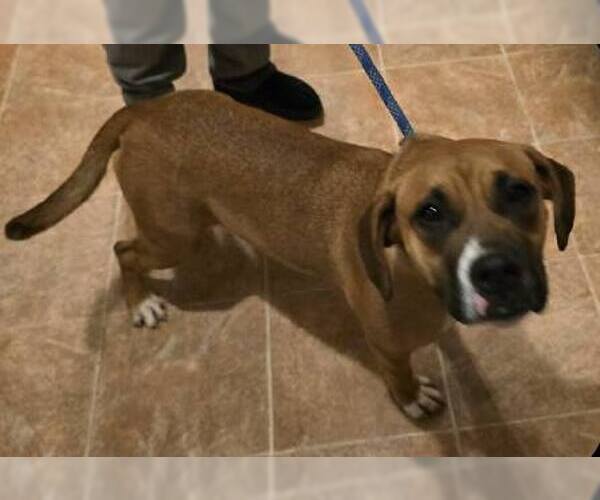 Medium Photo #2 Boxer-Unknown Mix Puppy For Sale in Burnsville, MN, USA