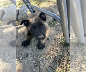Malinois Puppy for sale in ELIZABETH, CO, USA