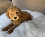 Puppy Brown Goldendoodle (Miniature)