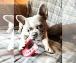Small #7 French Bulldog