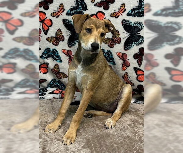 Medium Photo #8 Mutt Puppy For Sale in Wetumpka, AL, USA