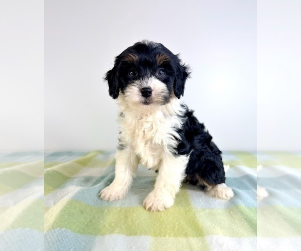 Medium Photo #2 Bernedoodle (Miniature) Puppy For Sale in GREENFIELD, IN, USA