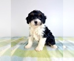 Small #1 Bernedoodle (Miniature)