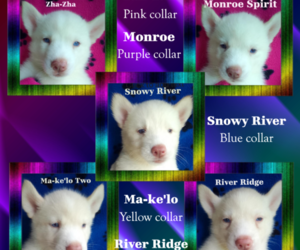 Siberian Husky Puppy for sale in GONZALES, LA, USA