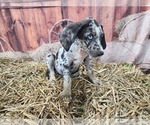 Small #3 Catahoula Leopard Dog