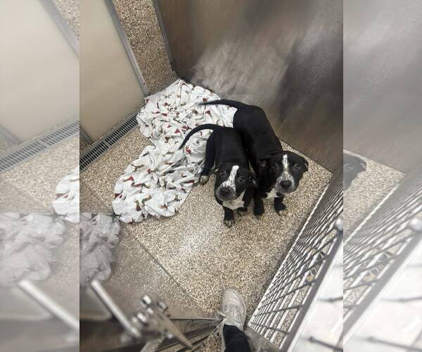 Medium Photo #1 Mutt Puppy For Sale in Martinsburg, WV, USA