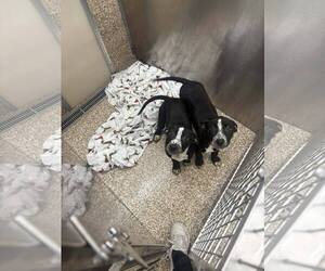 Mutt Dogs for adoption in Martinsburg, WV, USA