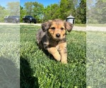 Small #3 Australian Retriever