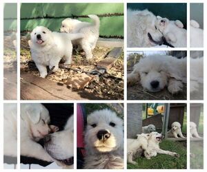 Great Pyrenees Puppy for sale in OAK POINT, TX, USA