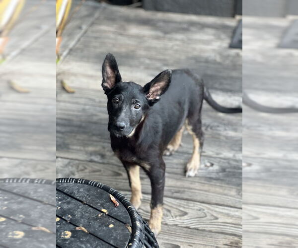 Medium Photo #4 German Shepherd Dog Puppy For Sale in Dana Point, CA, USA