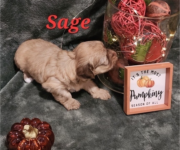 Medium Photo #1 Havanese Puppy For Sale in ALBION, PA, USA