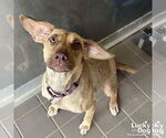 Small Photo #9 Labrador Retriever-Unknown Mix Puppy For Sale in Washington, DC, USA