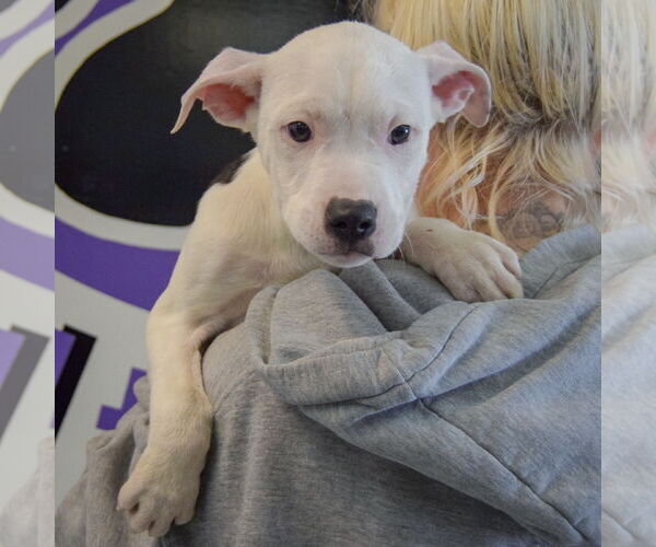Medium Photo #4 American Bulldog-American Staffordshire Terrier Mix Puppy For Sale in Huntley, IL, USA