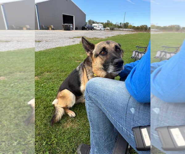 Medium Photo #3 German Shepherd Dog Puppy For Sale in Pierceton , IN, USA