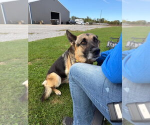 Vienna - Female German Shepherd Dog Dog for Adoption - Photo #3