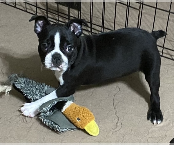 Medium Photo #1 Boston Terrier Puppy For Sale in GLOUCESTER, VA, USA