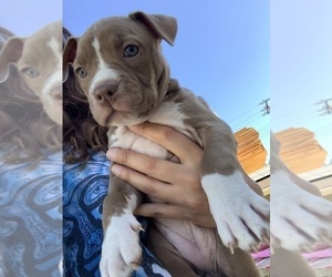 American Pit Bull Terrier Puppy for sale in GRANADA HILLS, CA, USA