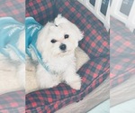 Small Photo #8 Maltese Puppy For Sale in MARIETTA, GA, USA