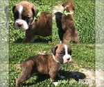 Puppy 8 Boxer
