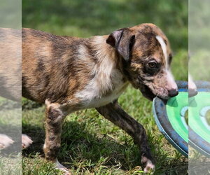 Boone - Male Catahoula Leopard Dog-Unknown Mix Dog for Adoption - Photo #4
