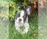 Small French Bulldog