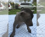 Small Photo #7 Xoloitzcuintli (Mexican Hairless) Puppy For Sale in SACRAMENTO, CA, USA
