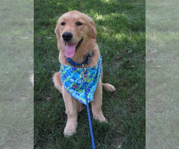 Medium Photo #11 Golden Retriever Puppy For Sale in MECHANICSVILLE, MD, USA