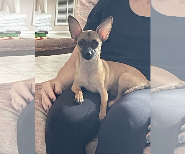 Medium Photo #3 Chihuahua Puppy For Sale in Orlando, FL, USA