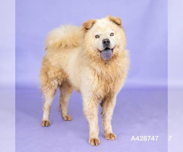 Medium Photo #1 Chow Chow-Unknown Mix Puppy For Sale in Conroe, TX, USA