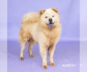 Chow Chow-Unknown Mix Dogs for adoption in Conroe, TX, USA
