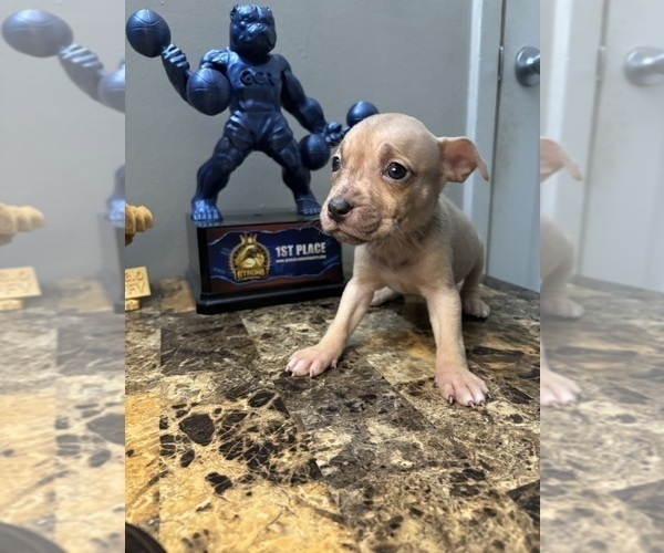 Medium Photo #1 American Bully Puppy For Sale in WINSTON SALEM, NC, USA