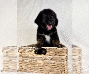 Golden Shepherd Puppy for sale in GREENFIELD, IN, USA