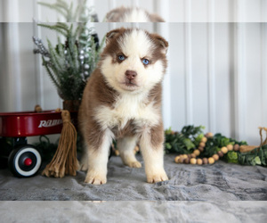 Medium Siberian Husky