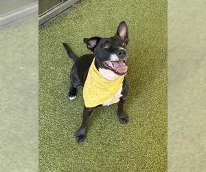 Mutt Dogs for adoption in San Martin, CA, USA