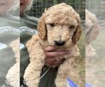 Puppy Carmel Goldendoodle